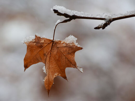 冰树枝上枯黄的叶子被雪覆盖了季节特写冰冻的水