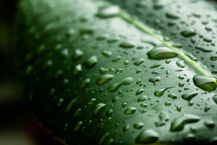 绿色绿叶被水滴覆盖的宏观镜头绿叶自然墙纸