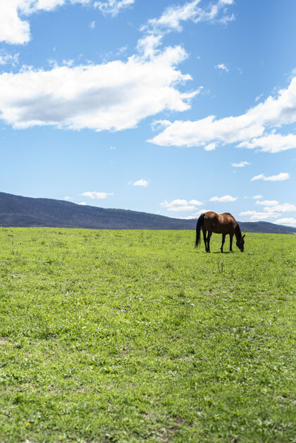 阳光阳光明媚的日子里 一匹马在绿色草坪上吃草的垂直镜头乡村天空乡村