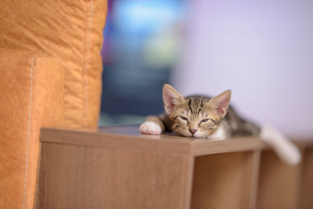 焦点木架上一只困倦的家猫的特写镜头灯光小架子