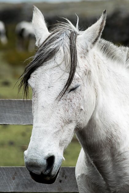 草地一匹闭着眼睛的白色野马的垂直镜头灰色爪子赛车