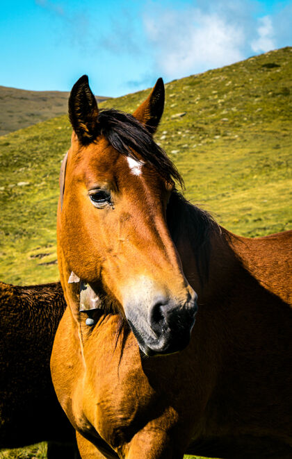 草阿根廷三峰山上一匹棕色马的选择性聚焦镜头高峰山野生动物
