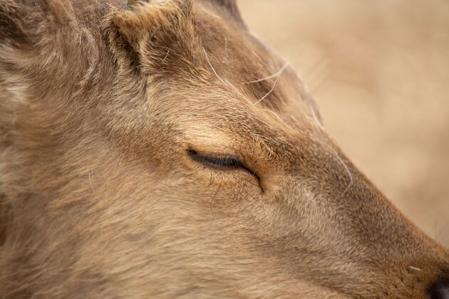 羚羊一只眼睛稍微闭着的鹿的特写镜头动物年轻大