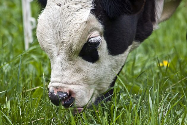 农场一只黑白小牛白天在牧场上吃草的特写镜头家庭田野草地