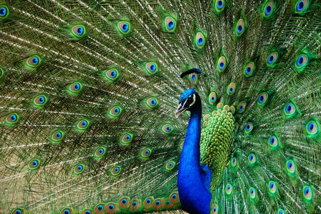 美丽特写镜头美丽的孔雀与它的尾巴开放户外沙漠五颜六色