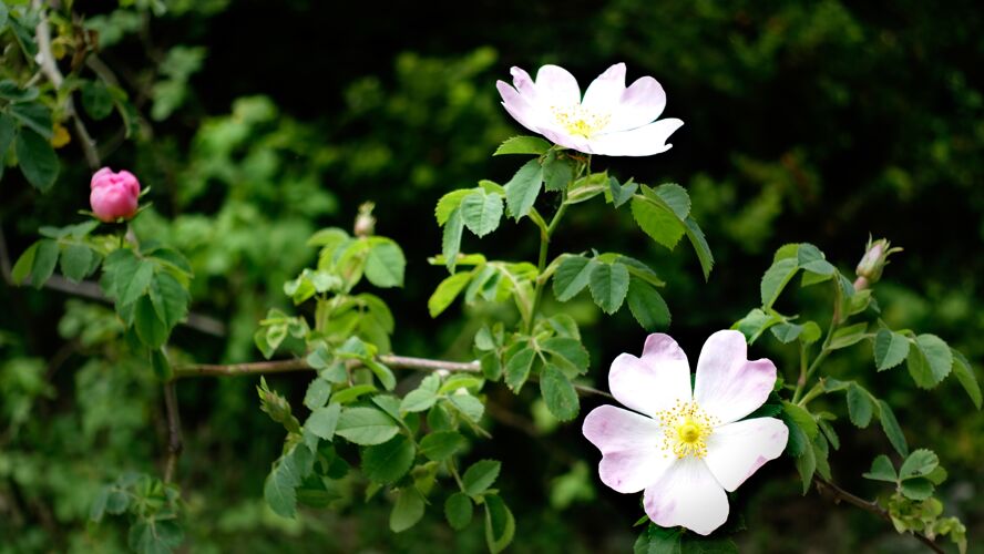 草花园里的蓝狗玫瑰特写镜头花瓣叶公园