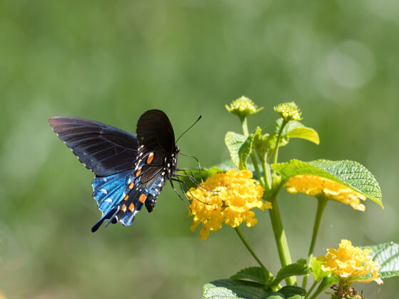 生物凤尾蝶坐在花上蝴蝶昆虫野生动物