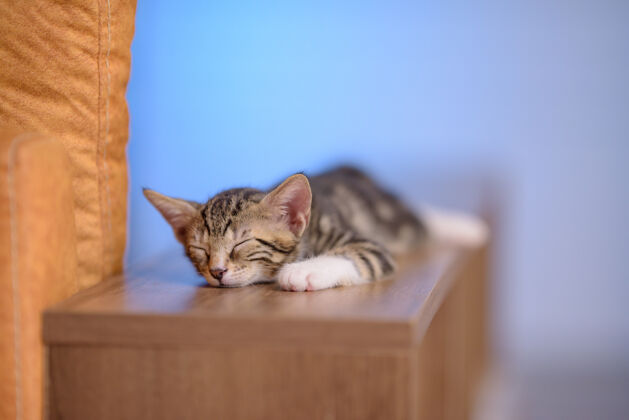 爪子一只可爱的家猫睡在木架子上的特写镜头 背景模糊灯毛茸茸的睡眠