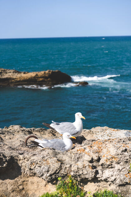 海洋海鸥在海边的垂直镜头海景海滩阳光