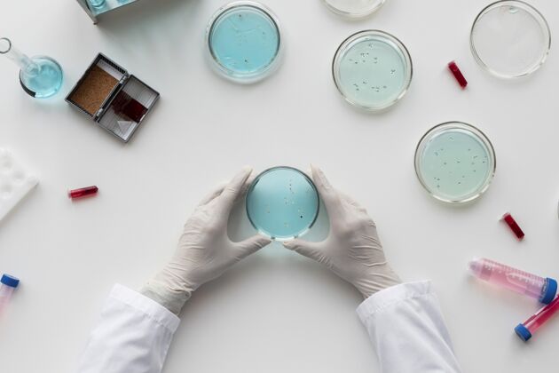 平面布置双手紧握培养皿研究职业微生物学