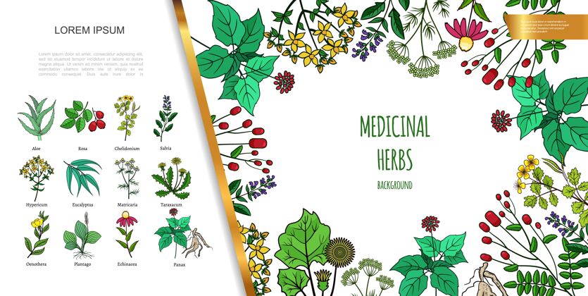 健康手绘中草药与不同的药物和健康植物插图绘画不同医学