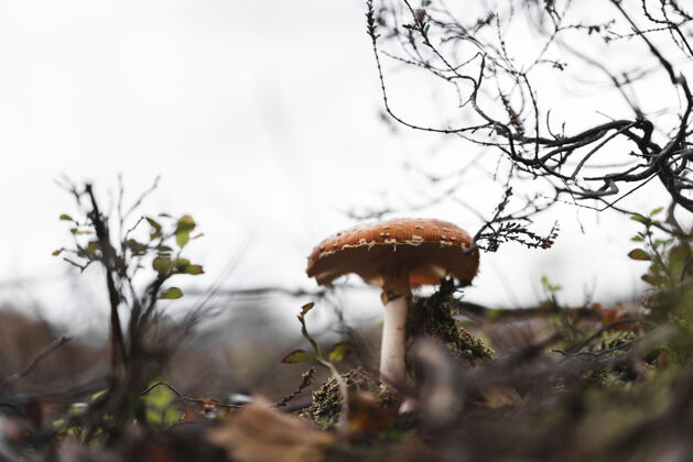 环境在公园里生长的野生蘑菇的特写镜头秋天季节公园