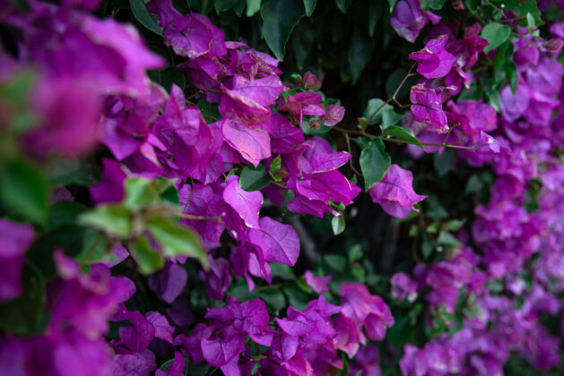 异国情调紫丁香叶杂色灌木丛的特写镜头埃及的奇异植物自然开花热带