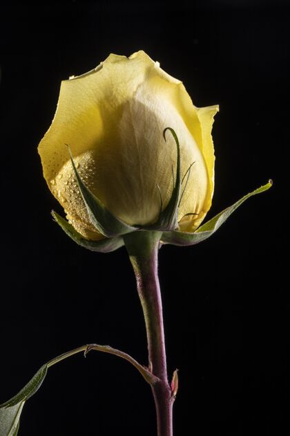 美丽美丽的黄玫瑰生态宏观开花