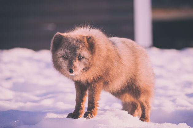 动物白天 棕色的狐狸站在白雪覆盖的地面上雪寒冷冬天