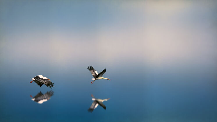 湖两只黑白相间的鸟儿在水面上飞来飞去 反射着自己波基动物飞