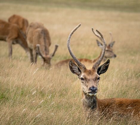 驯鹿公麋鹿被其他麋鹿包围在一块地里鹿雄性动物