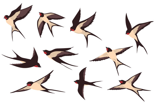 运动彩色燕子平面插图集燕子姿势野生动物