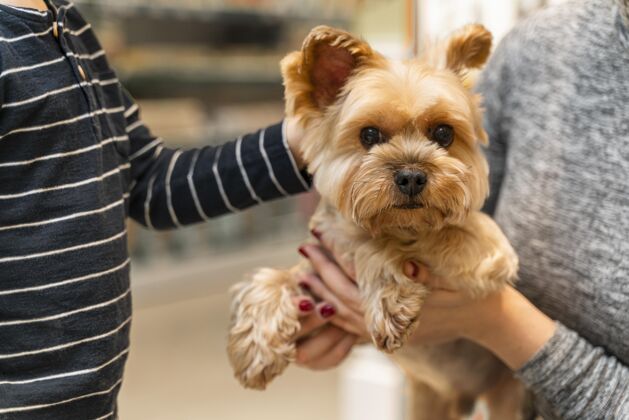 狗在宠物店牵着一只可爱小狗的女人动物销售女人