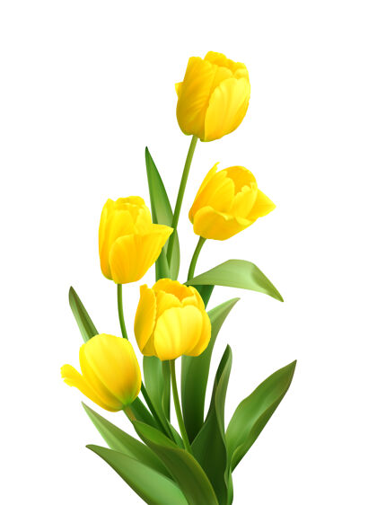 花一束春天的黄色郁金香 白色的花束花瓣开花