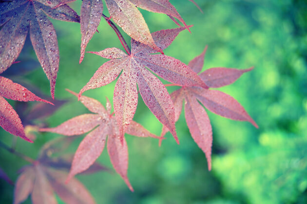 植物红叶特写摄影枫叶叶悬挂