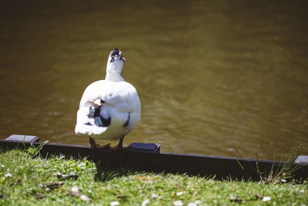 宁静在阳光明媚的日子里 一只白鸭子站在湖边和草地上的选择性聚焦镜头湖泊户外环境