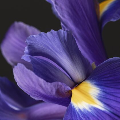 自然漂亮的紫花花瓣开花美丽