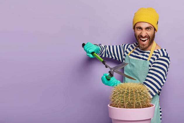 花园专业的男园丁抱着仙人掌 在花盆里修剪带刺的仙人掌 穿着休闲服 在家里工作 靠着紫色的墙壁姿势植物工作