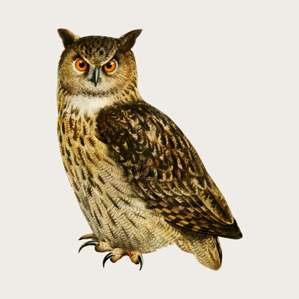 物种手绘风格的欧拉西亚鹰猫头鹰鸟动物羽毛手绘