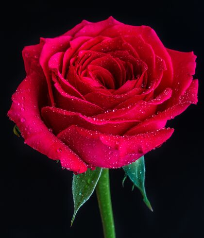 植物学一朵红玫瑰的特写镜头 上面有露珠 上面是黑色的生长滴花