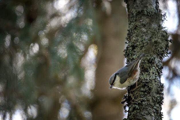 森林选择性聚焦拍摄树枝上的王鸟自然动物花园