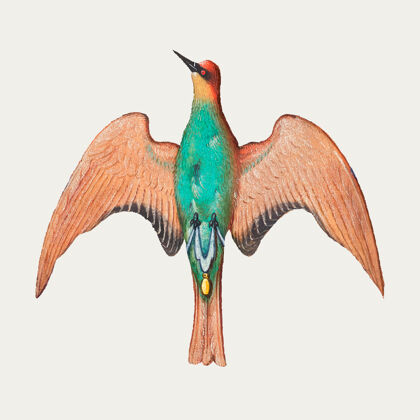 装饰品绿色啄木鸟复古插图羽毛鸟野生动物