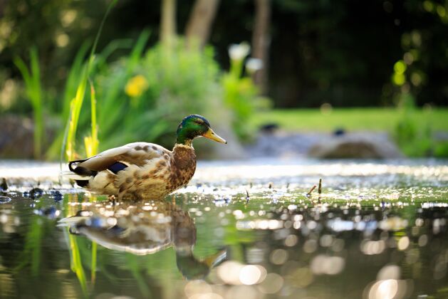 树绿头鸭在公园的池塘里游泳美丽池塘户外