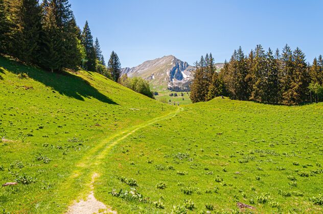 绿色瑞士斯威兹阿尔卑斯山上的树风景草乡村