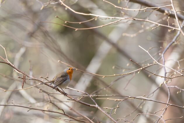 季节可爱的小鸟坐在树枝上黑色树叶