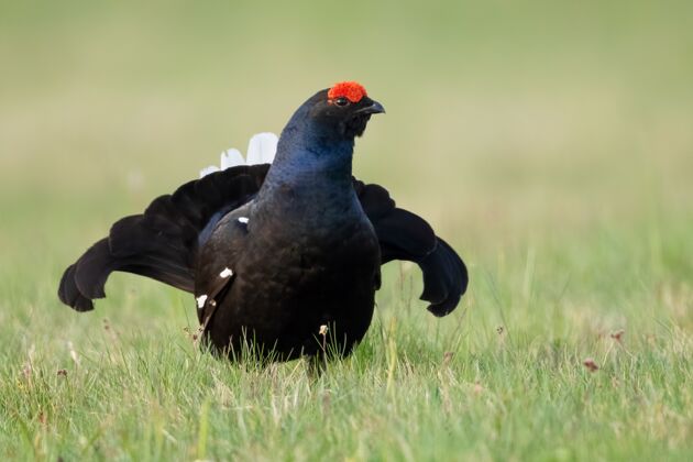 鸟类黑鸟 白尾巴 红色的小梳子 在草丛中走动物特写景观