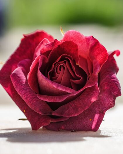 花瓣垂直选择焦点拍摄盛开的红玫瑰-完美的移动芽白特写
