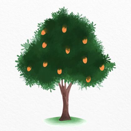 芒果树芒果树水彩插画植物插图树叶