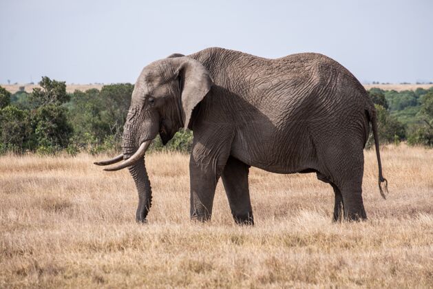 自然美丽的大象在一个领域在丛林中的奥尔佩杰塔 肯尼亚野外高草地
