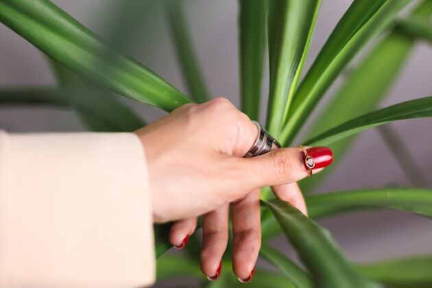 年轻女人的手上有红色的指甲和两个指环 放在美丽的绿色棕榈叶上后面是灰色的墙戒指细节美甲