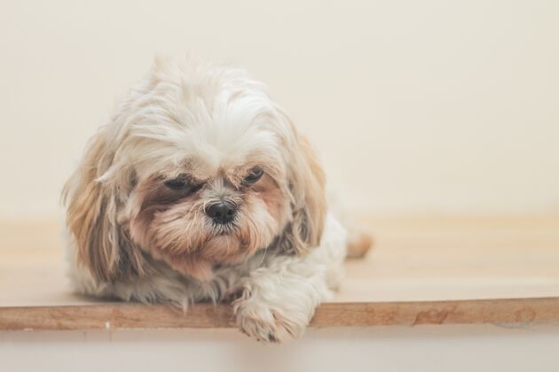 可爱白墙前有一只浅棕色的玛尔施犬有趣年轻小