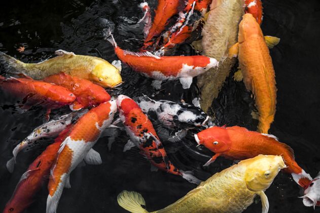 海洋鱼顶视图彩色锦鲤鱼水生鱼锦鲤
