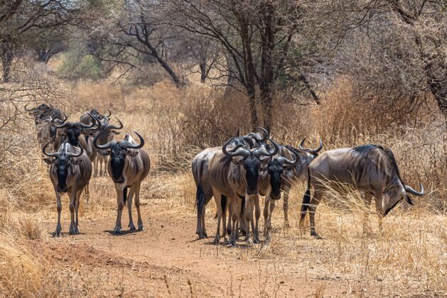 哺乳动物这是一组非洲牛羚在草地上的美丽照片户外干燥的气候冒险