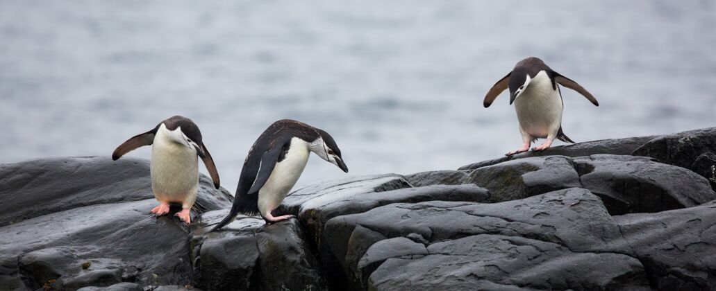 大自然南极洲石头上三只企鹅的全景寒冷海洋野生动物