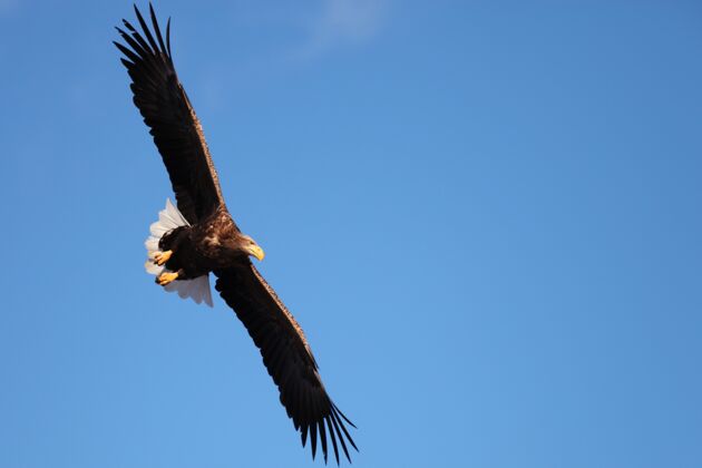 猎物在日本北海道 一只白尾鹰在阳光和蓝天下低空飞行黄色野生猎人