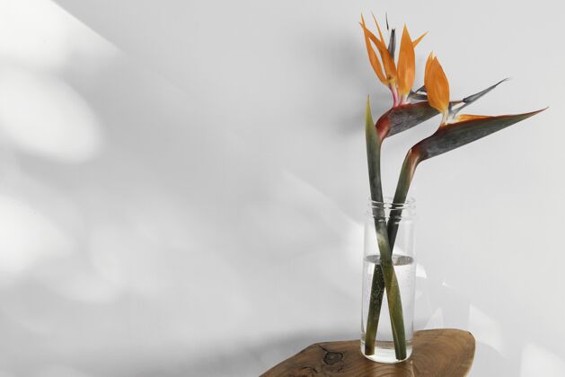 简约抽象最小概念花与阴影在一个花瓶背景中性内部