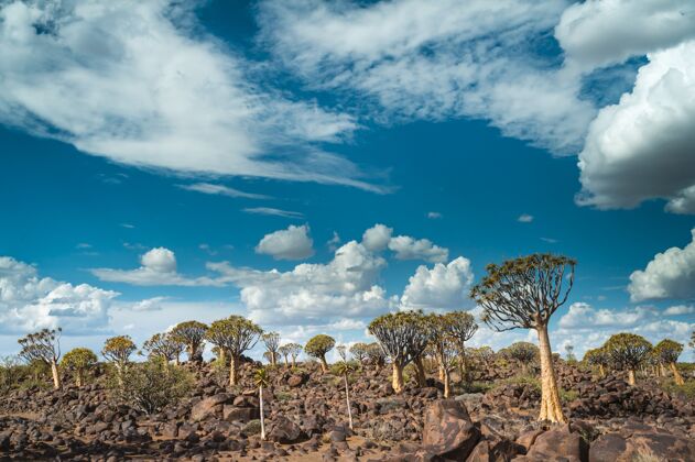 物种美丽的照片箭袋树森林在纳米比亚 非洲与多云的蓝天非洲树自然