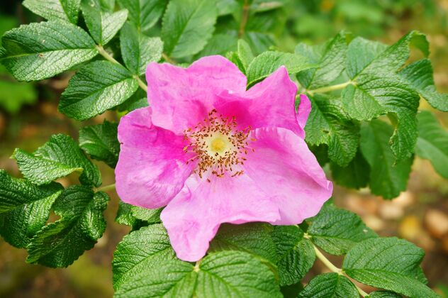 花园特写镜头的一个小玫瑰开花玫瑰自然树