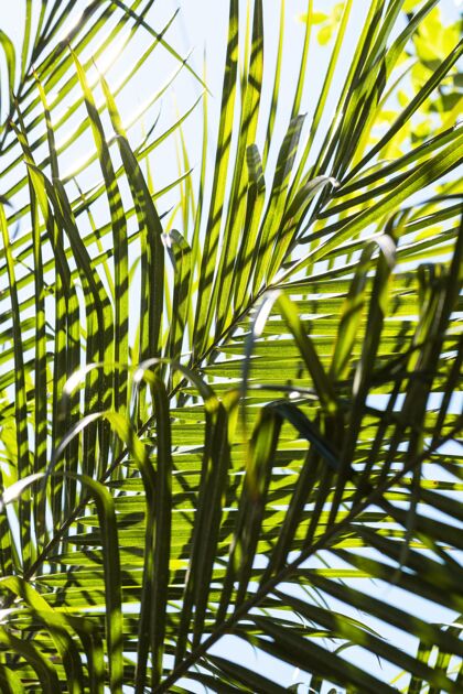 绿化热带树叶在外面晒植物大自然异国情调