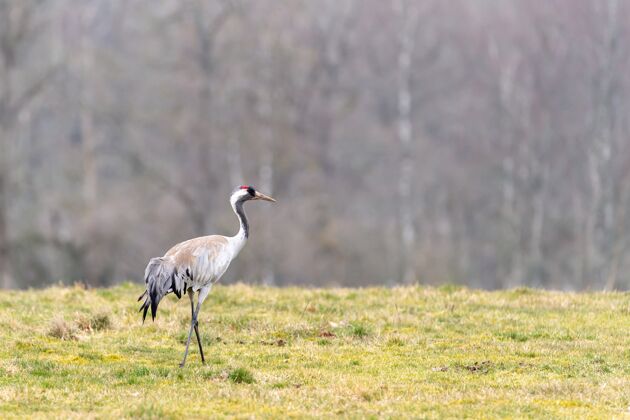 思想美丽孤独的鹤站在田野里的特写镜头鸟类鸟类学环境